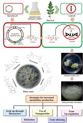 Hairy root culture: a potent method for improved secondary metabolite production of Solanaceous plants